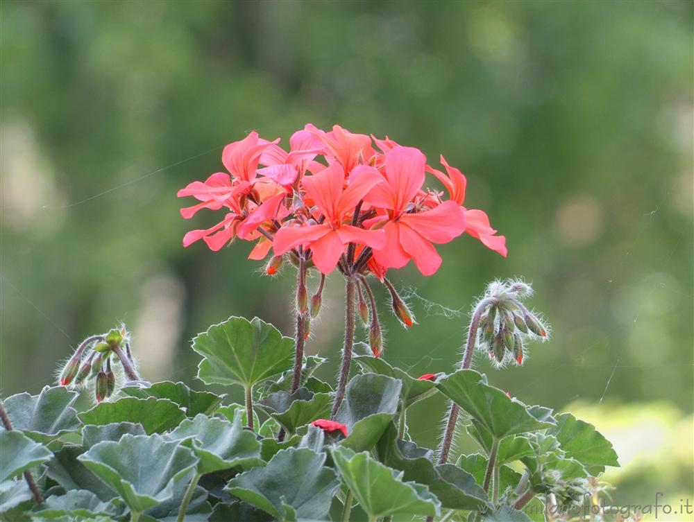 Zavatterello (Pavia, Italy) - Geranium flowers